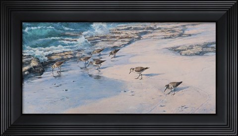 Framed Sanderlings Print