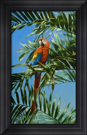 Framed Scarlet Macaw 1 Print