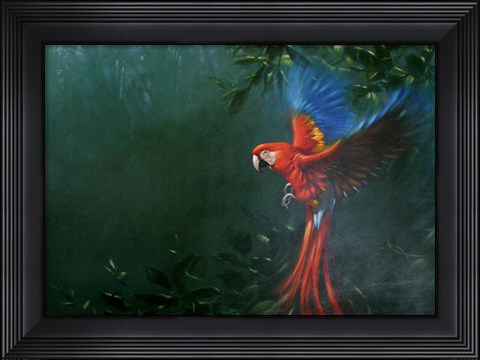 Framed Scarlet Macaw 2 Print