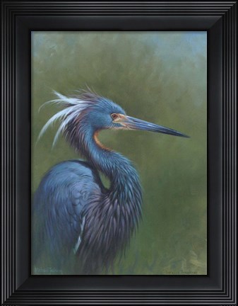 Framed Tricolour Egret Print