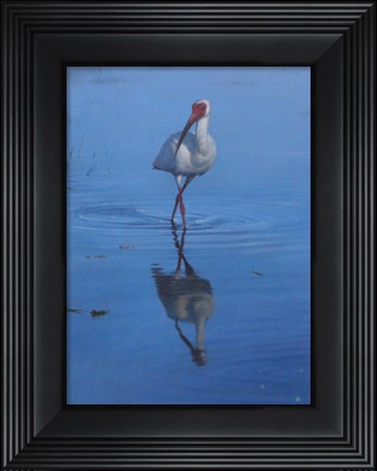 Framed White Ibis Print