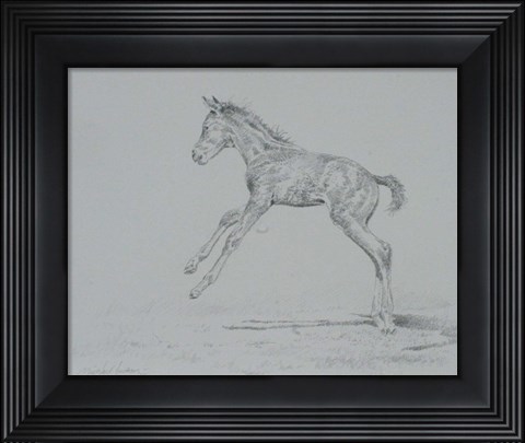 Framed Foal Sketch Print