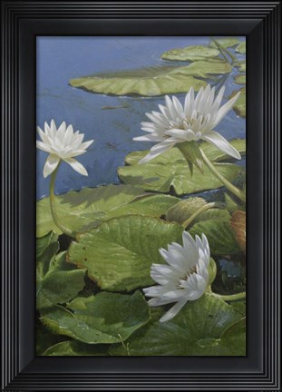 Framed White Lilies Print