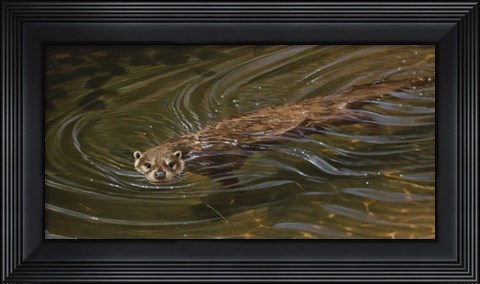 Framed Otter Print