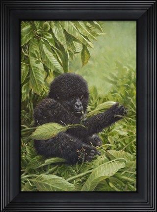 Framed Prince Of The Virungas Print
