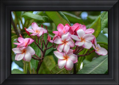 Framed Pink Splendor Print