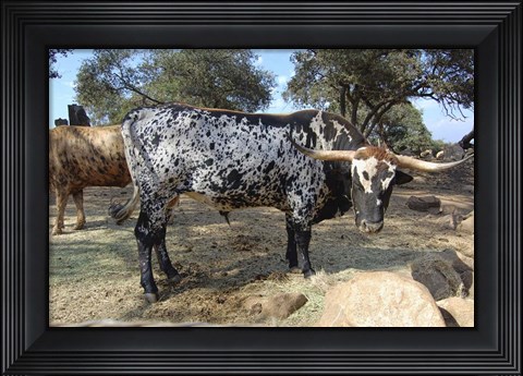 Framed Cattle Print