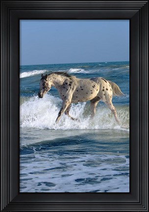 Framed Appaloosa Sea Print