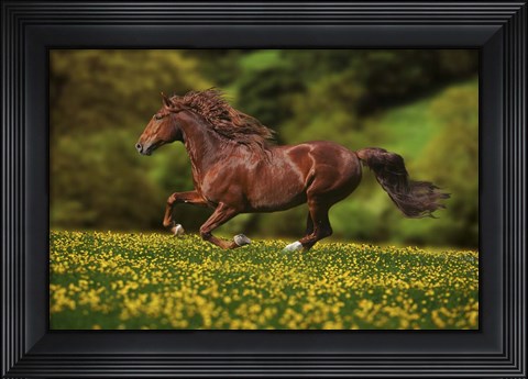 Framed Buttercup Run Print
