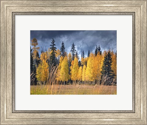 Framed Through the Yellow Trees I Print