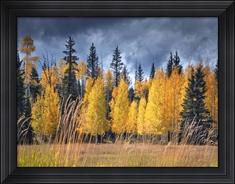 Framed Through the Yellow Trees I Print