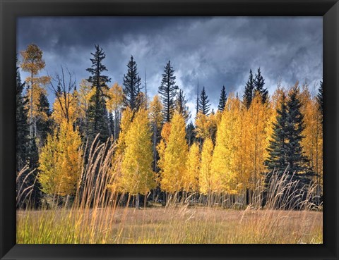 Framed Through the Yellow Trees I Print