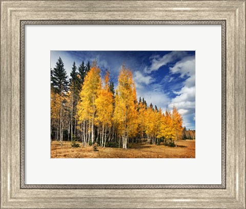 Framed Through the Yellow Trees II Print