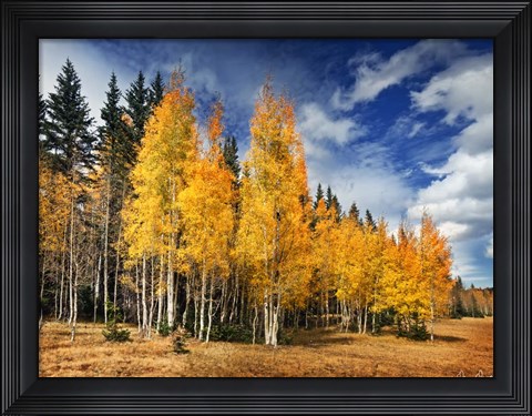 Framed Through the Yellow Trees II Print