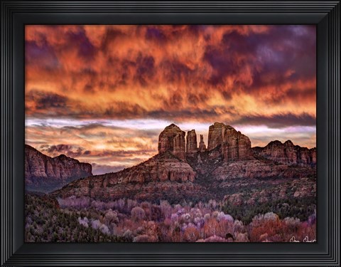Framed Pink Morning Glory IV Print