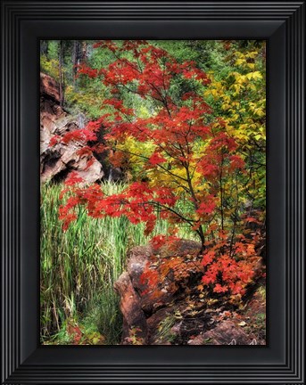Framed Peaceful Woods I Print