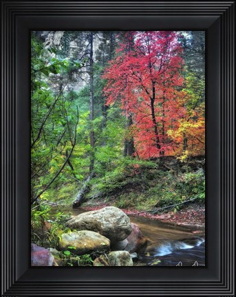 Framed Peaceful Woods II Print