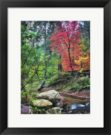 Framed Peaceful Woods II Print