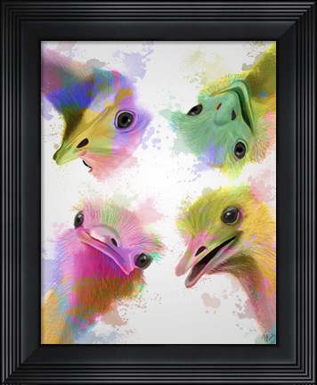 Framed Rainbow Splash Four Ostriches Print