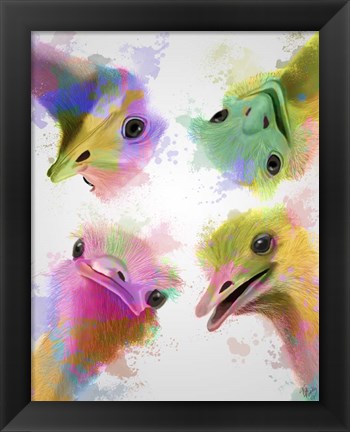 Framed Rainbow Splash Four Ostriches Print