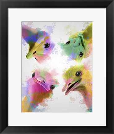 Framed Rainbow Splash Four Ostriches Print