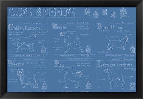 Framed Dog Breeds Infograph Print