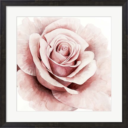 Framed Pink Rose I Print