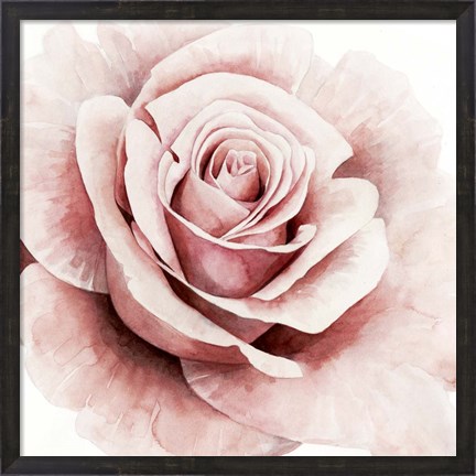 Framed Pink Rose I Print