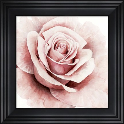 Framed Pink Rose I Print