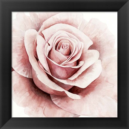 Framed Pink Rose I Print