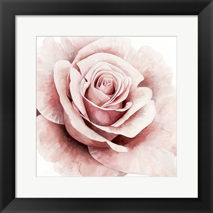 Framed Pink Rose I Print