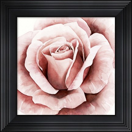Framed Pink Rose II Print