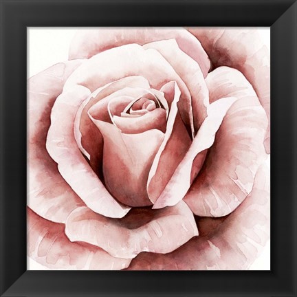 Framed Pink Rose II Print