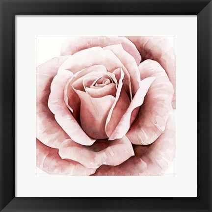 Framed Pink Rose II Print