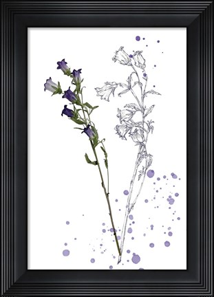Framed Botany Flower II Print