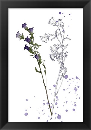 Framed Botany Flower II Print