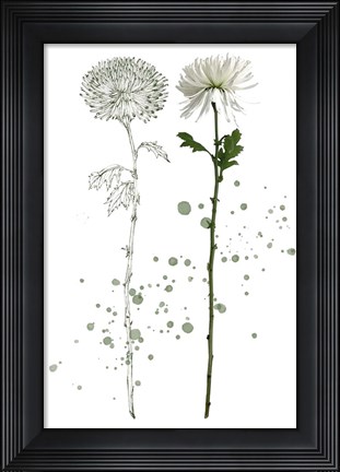 Framed Botany Flower IV Print