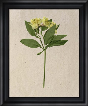 Framed Pretty Pressed Flowers II Print