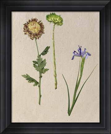 Framed Pretty Pressed Flowers III Print