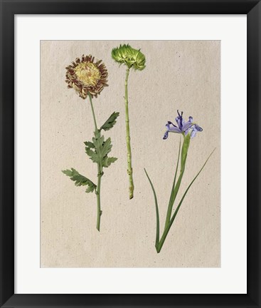 Framed Pretty Pressed Flowers III Print