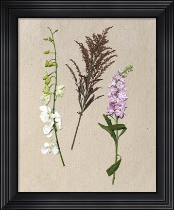 Framed Pretty Pressed Flowers IV Print