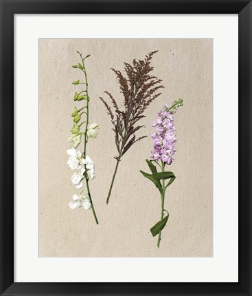 Framed Pretty Pressed Flowers IV Print