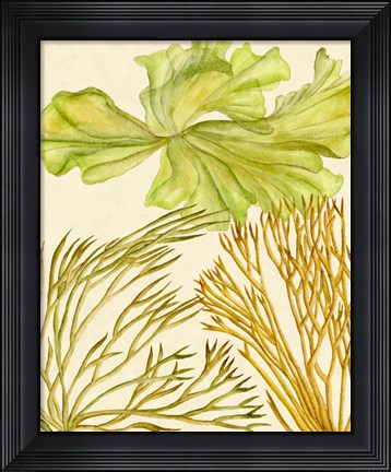Framed Vintage Seaweed Collection I Print