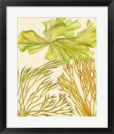 Framed Vintage Seaweed Collection I Print