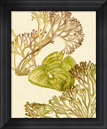 Framed Vintage Seaweed Collection II Print