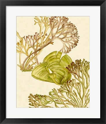 Framed Vintage Seaweed Collection II Print