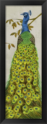 Framed Vintage Peacock II Print