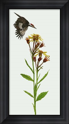 Framed Tephroseris Flammea I Print