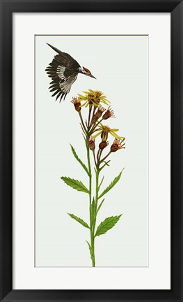 Framed Tephroseris Flammea I Print