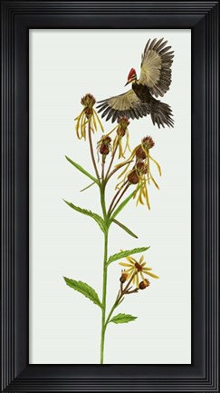 Framed Tephroseris Flammea II Print